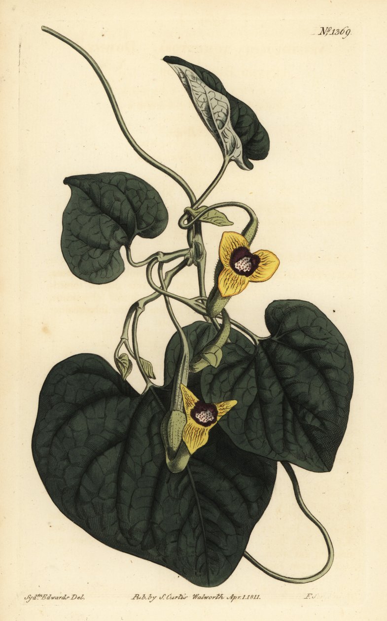 Rodzicielka owłosiona , Aristolochia tomentosa autorstwa Unbekannt