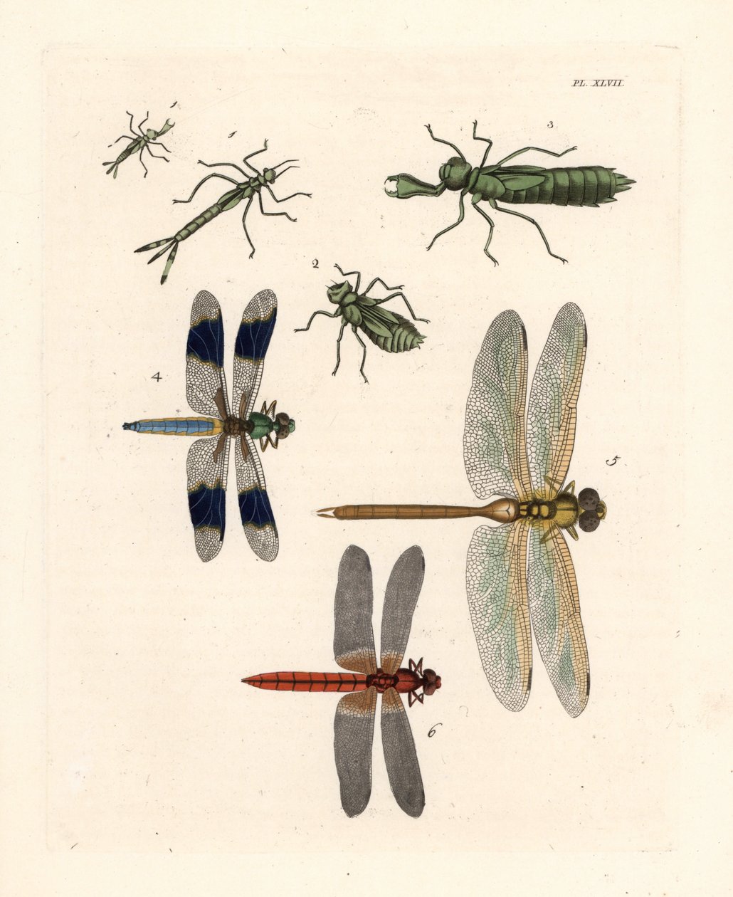Formy larwalne ważek 1,2,3, ważka białoczelna, Libellula lydia 4, jętka zielona, Anax junius 5 i jętka szkarłatna, Crocothemis servilia 6. Ręcznie kolorowana litografia z nowego wydania "Illustrat autorstwa Unbekannter Künstler