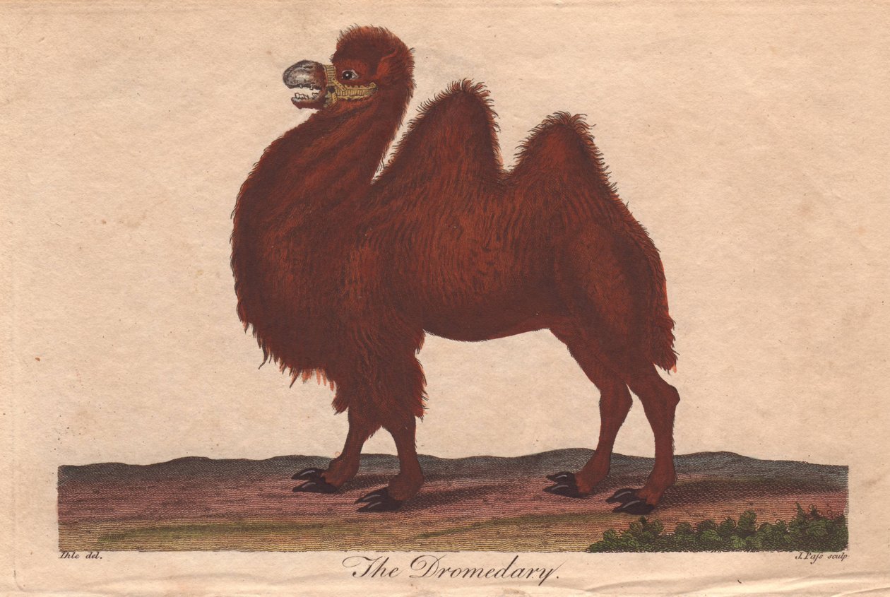 Wielbłąd dromader Camelus dromedarius autorstwa Unbekannter Künstler