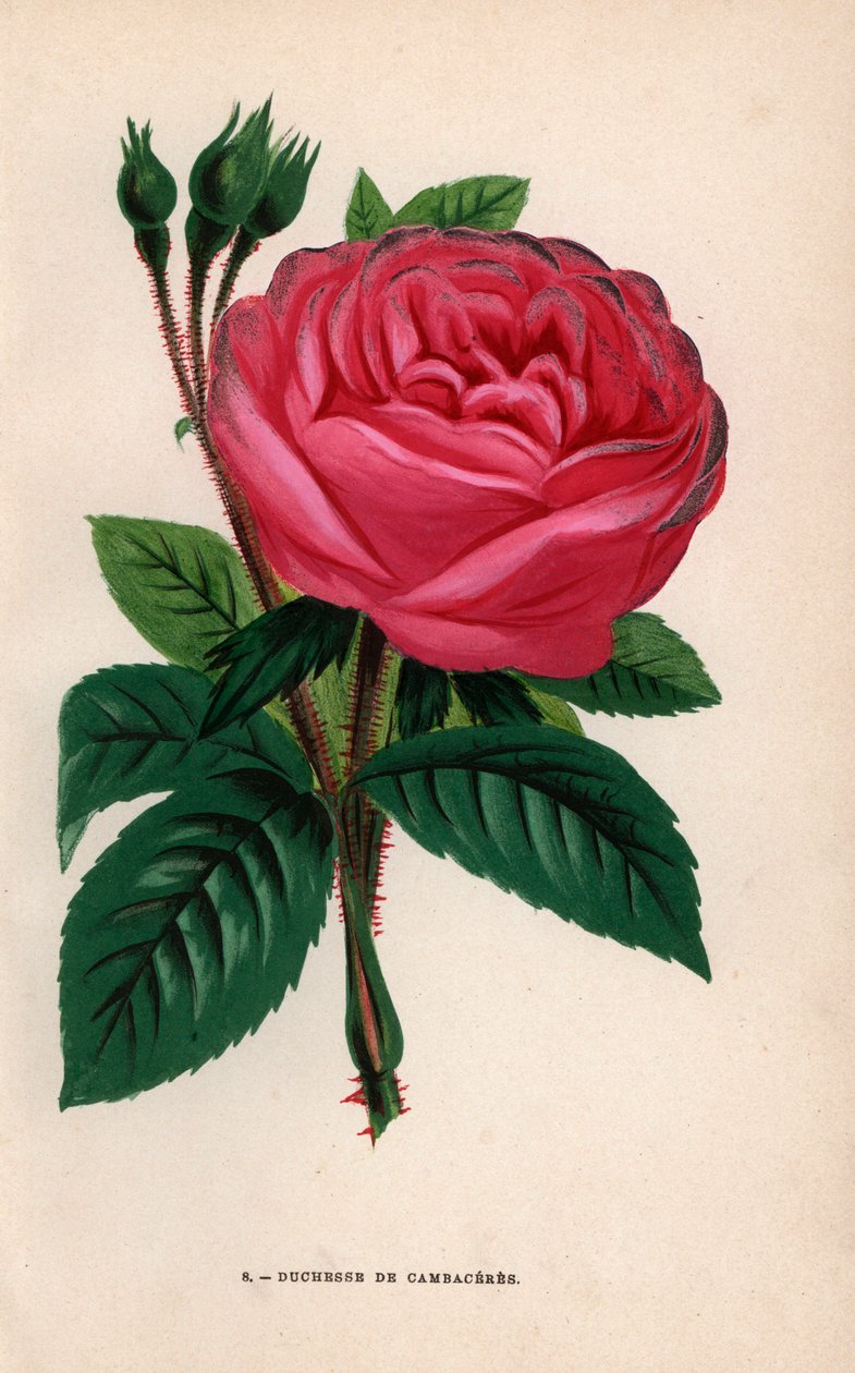 Róża Duchesse de Cambaceres, odmiana hybrydowa wyhodowana przez Monsieur Fontaine of Chatillon w 1854 roku. Chromolitografia narysowana i litografowana według natury przez F. Grobona na podstawie Hippolyte Jamain i Eugene Forney "Les Roses", Paryż, J. Roth autorstwa Unbekannter Künstler