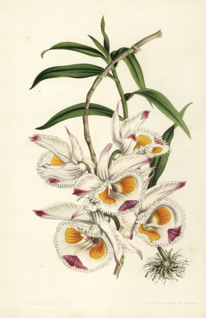 Storczyk dendrobium księcia Devonshire, Dendrobium devonianum. Ręcznie kolorowana litografia autorstwa Stroobanta z dzieła Louisa van Houtte