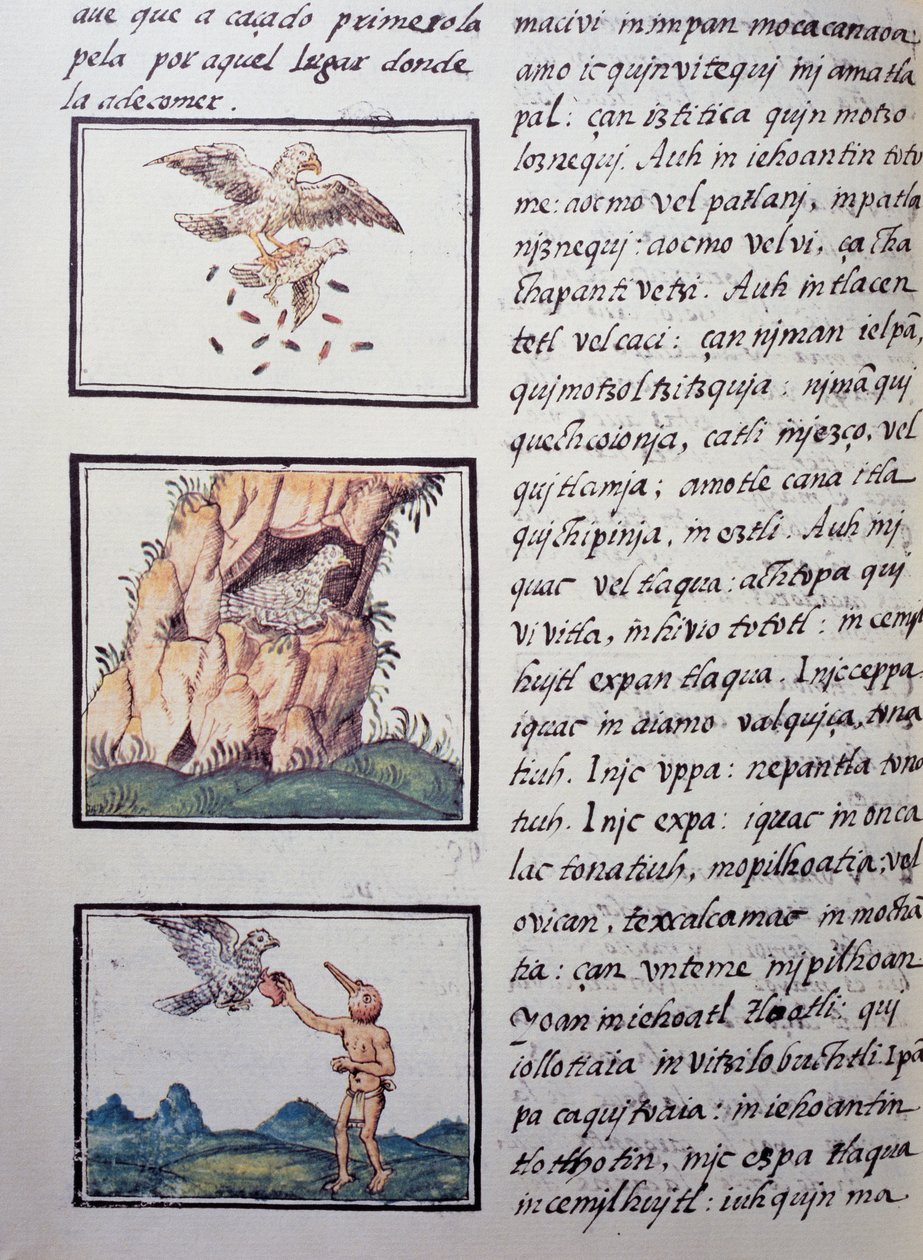 Orły, strona z Kodeksu florenckiego, wersja dwujęzyczna po hiszpańsku i nahuatl, Ogólna historia rzeczy nowej Hiszpanii hiszpańskiego misjonarza Fray Bernardino de Sahagun (1499-1590). Cywilizacja Azteków autorstwa William M. Timlin
