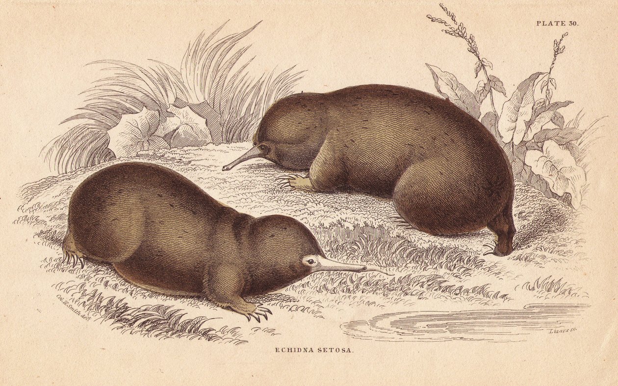 Echidna lub mrówkojad kolczasty, Tachyglossus aculeatus (Echidna setosa). Ręcznie kolorowany staloryt Lizarsa na podstawie ilustracji Charlesa Hamiltona Smitha z William Jardine