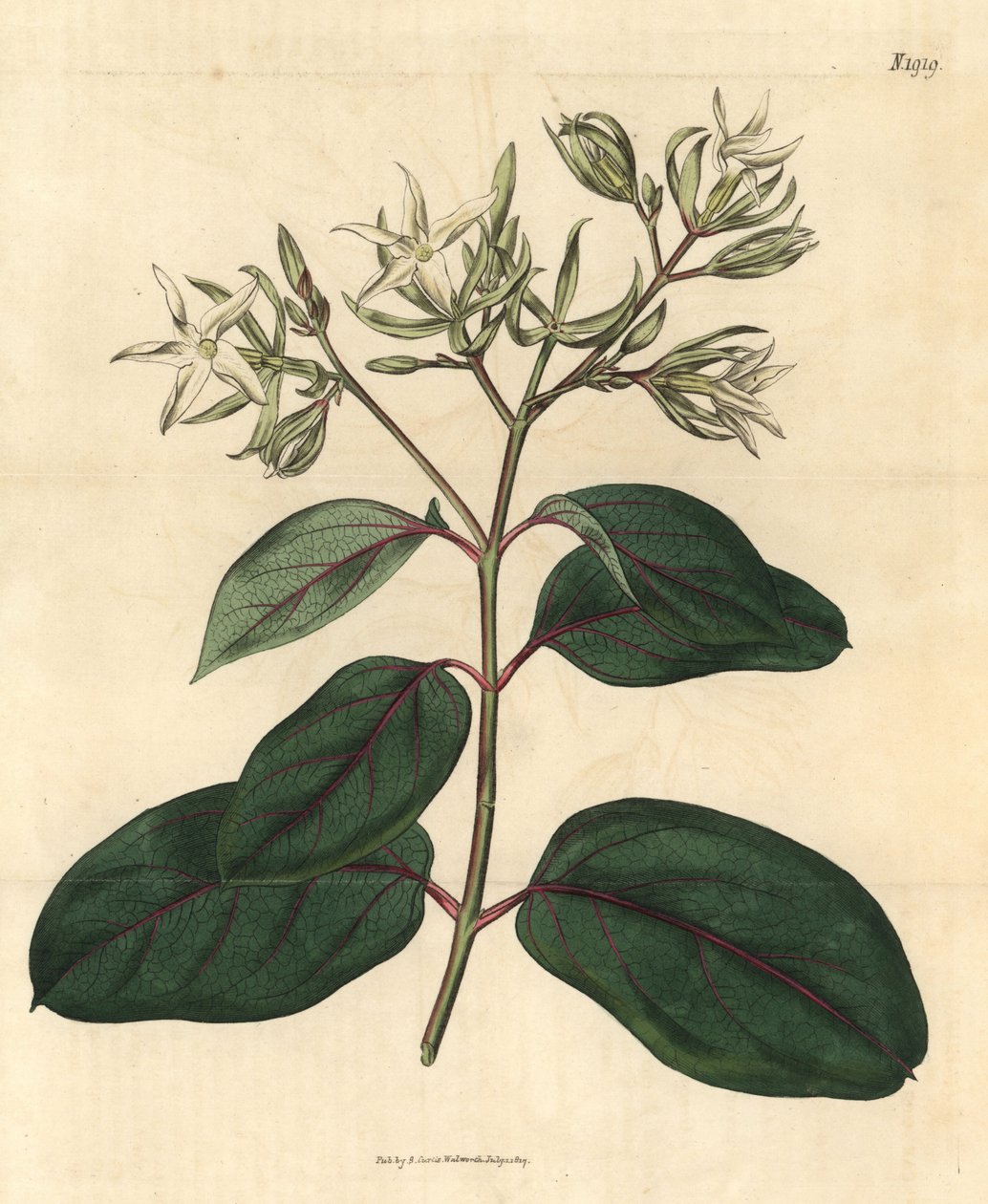Echite - Kamettia caryophyllata (goździkowiec wonny, Echites caryophyllata). Ręcznie kolorowana rycina botaniczna z Curtis