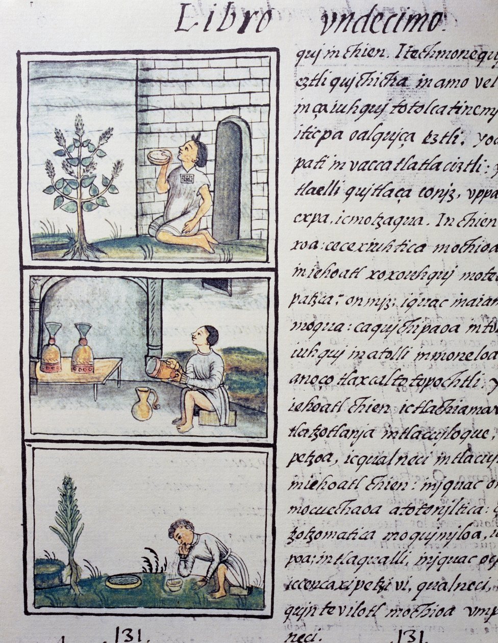 Rośliny jadalne, strona z księgi XI Kodeksu florenckiego, wersja dwujęzyczna po hiszpańsku i nahuatl, Ogólna historia rzeczy Nowej Hiszpanii, autorstwa hiszpańskiego misjonarza Fray Bernardino de Sahagun (1499-1590). Cywilizacja Azteków autorstwa William M. Timlin
