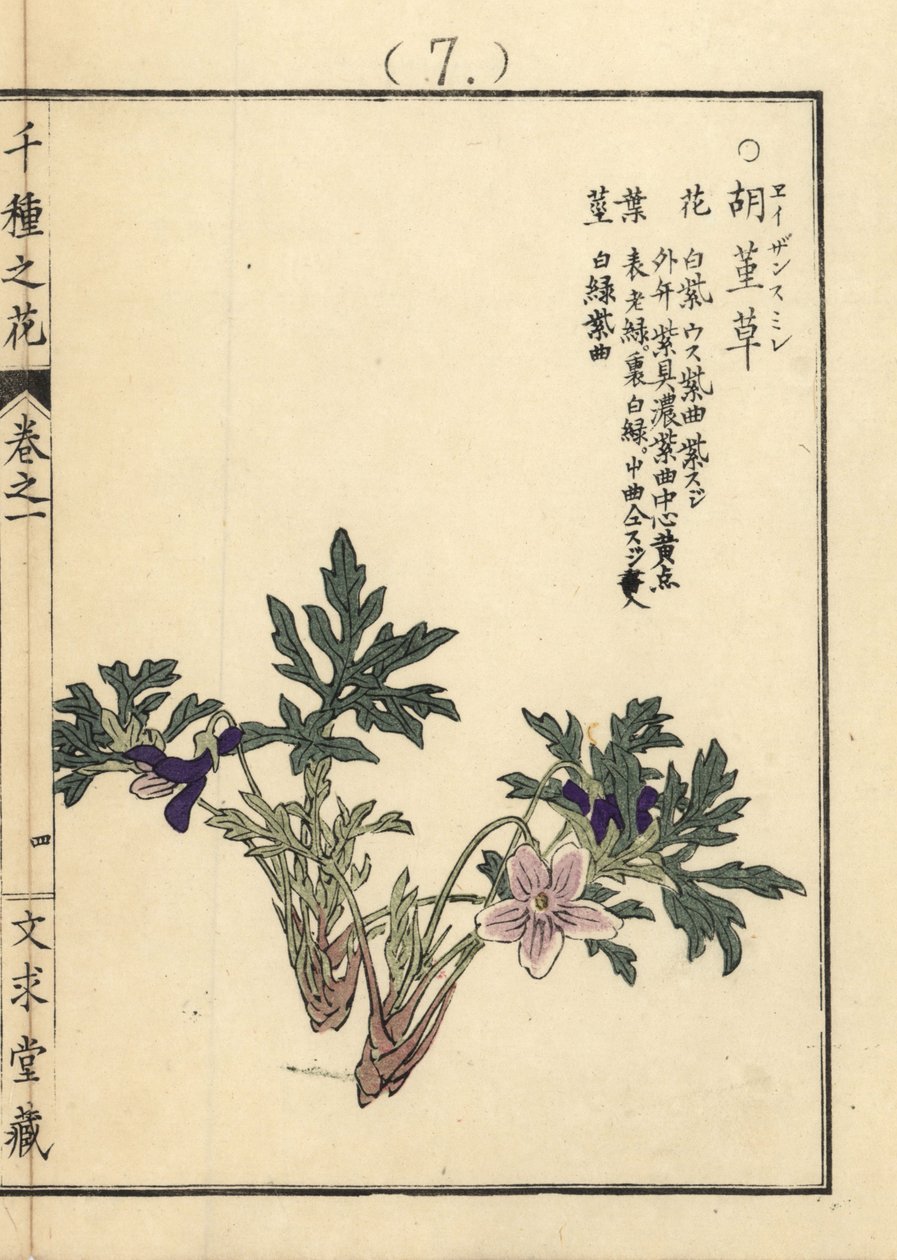 Eizan sumire gold eizan violet, Viola eizanensis. Ręcznie kolorowany drzeworyt autorstwa Kono Bairei z Senshu no Hana (Tysiąc odmian kwiatów), Bunkyudo, Kioto. autorstwa Unbekannter Künstler