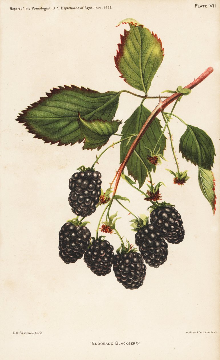Jeżyna Eldorado, Rubus fruticosus. Chromolitografia Hoena na podstawie ilustracji botanicznej D.G. Passmore