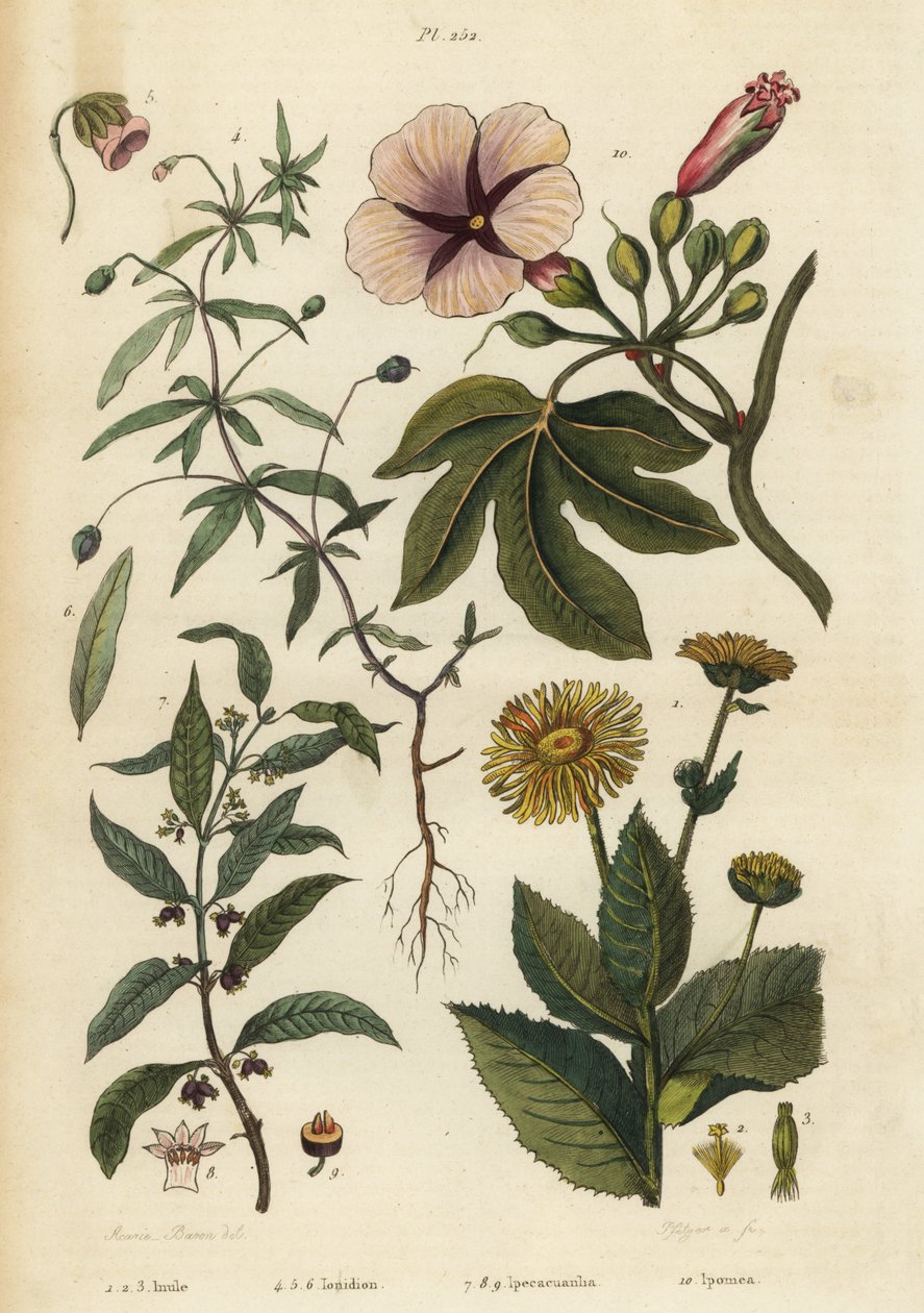 Oman, Inula helenium 1-3, zielonofioletowy, Hybanthus gatunki Ionidium polygalifolium 4-6, ipecacuanha, Carapichea ipecacuanha 7-9, i ranna chwała, Ipomoea insignis 10 autorstwa Unbekannt