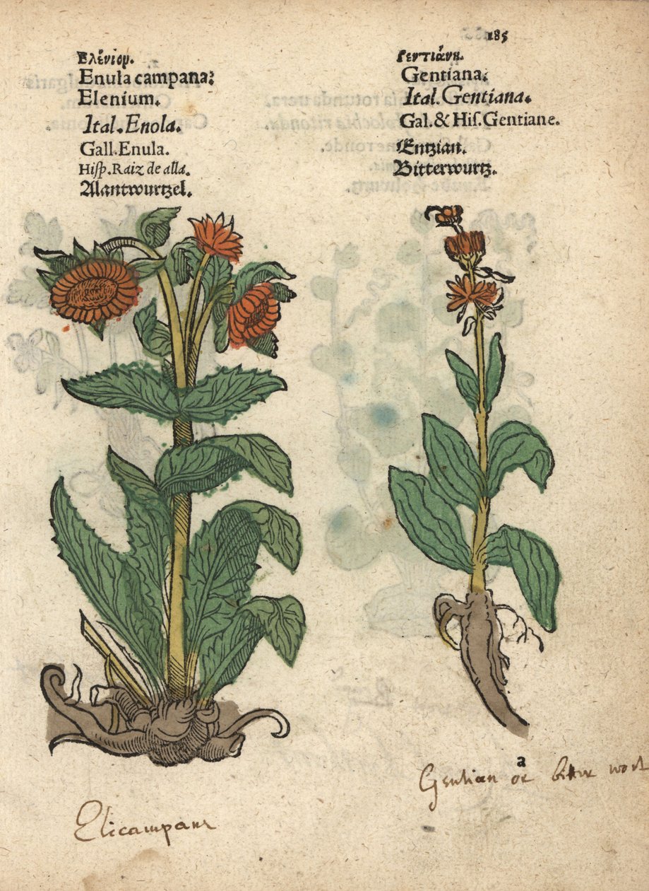 Oman, Inula helenium i gatunki goryczki. Ręcznie kolorowany drzeworyt ilustracji botanicznej z Krauterbuch lub Herbal Adama Lonicera, Frankfurt autorstwa Unbekannter Künstler