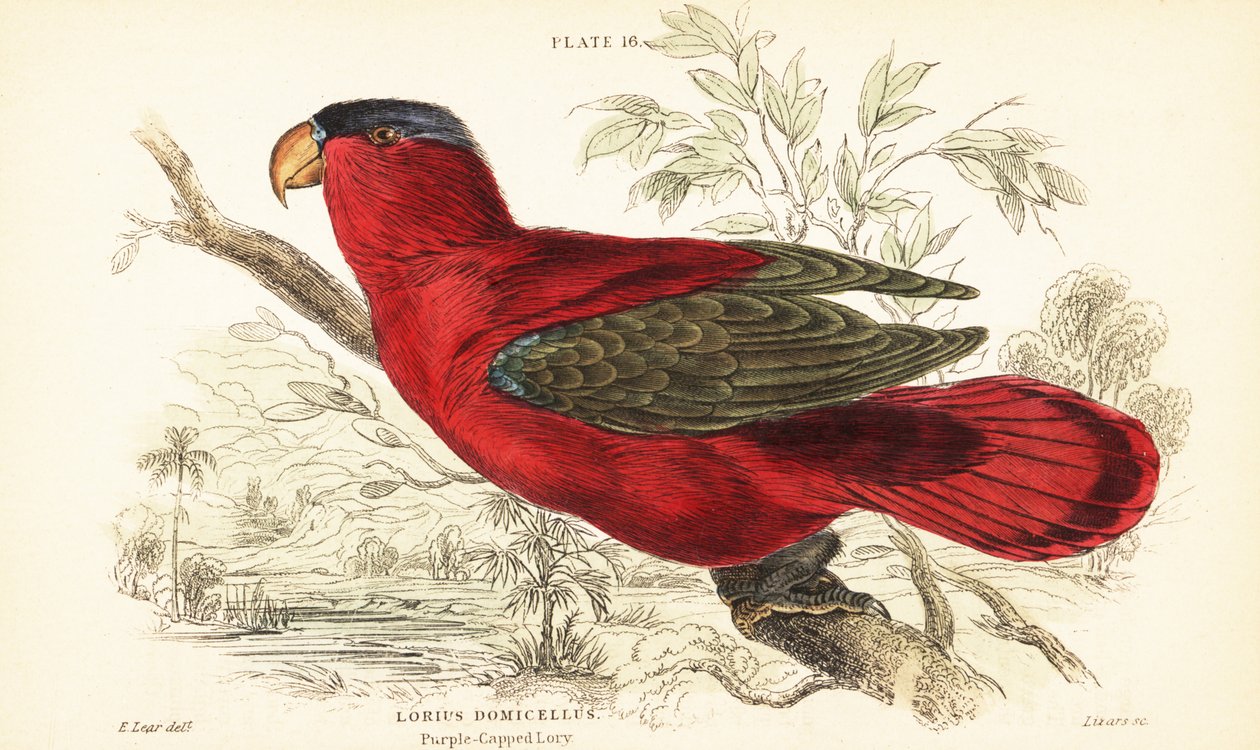 Zagrożona fioletowowłosa lory Lorius domicella. 1889 (grawerowanie) autorstwa Unbekannter Künstler