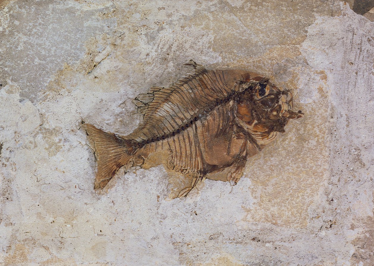 Ephippus oblongus (skamielina rybna) znaleziona w Monte Bolca, niedaleko Werony, Włochy, okres eocenu (skamieniałość) autorstwa Unbekannt