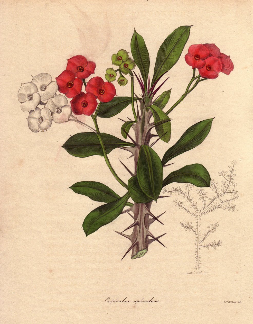 Euphorbia milii. Nazywana również epiną Chrystusa, koroną kolców lub rośliną Chrystusa. Gatunek pochodzący z Madagaskaru. Jego nazwa pochodzi od kolczastych łodyg i karmazynowo-czerwonych kwiatów. autorstwa Unbekannter Künstler