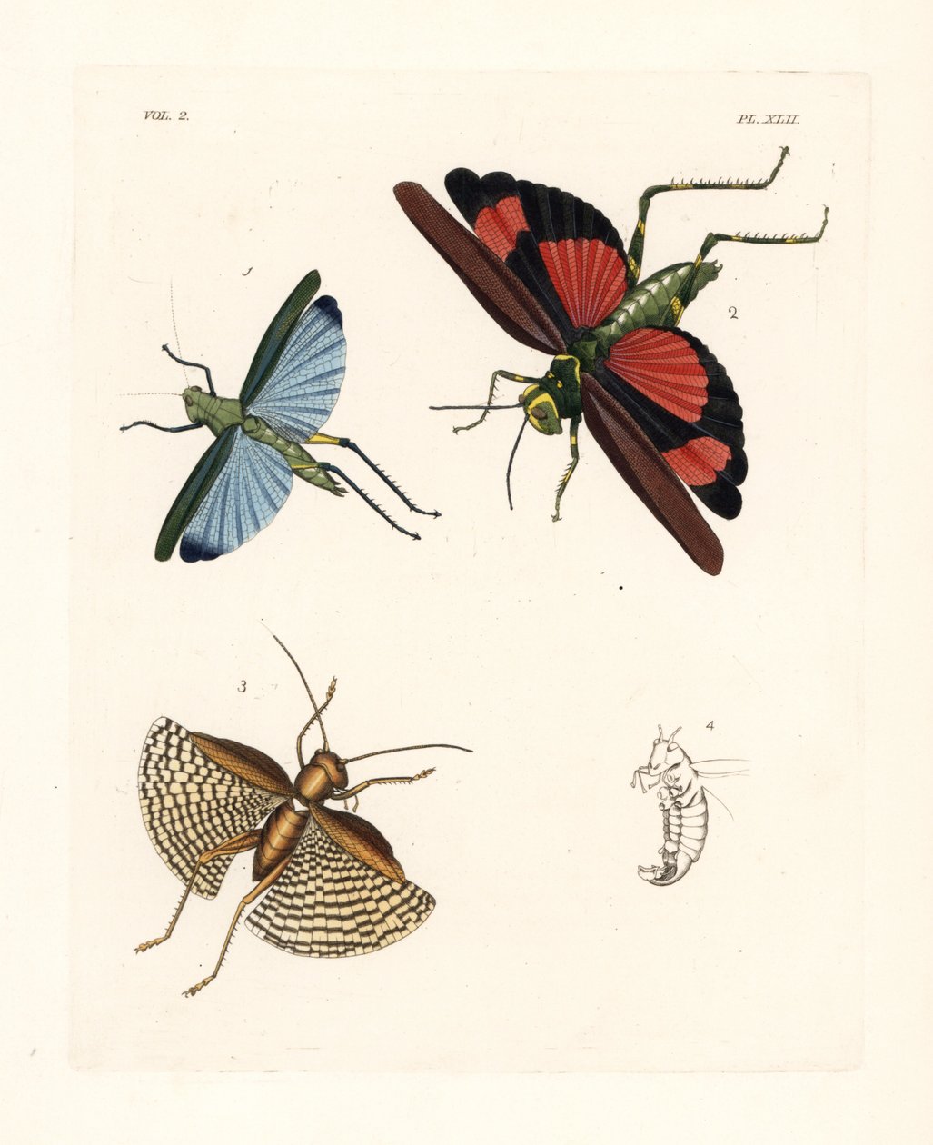 Konik polny Eupropacris coeruleus 1, Chromacris miles 2 i Gryllacris tessellata 3. Ręcznie kolorowana litografia z nowego wydania "Illustrations of Exotic Entomology" Dru Drury