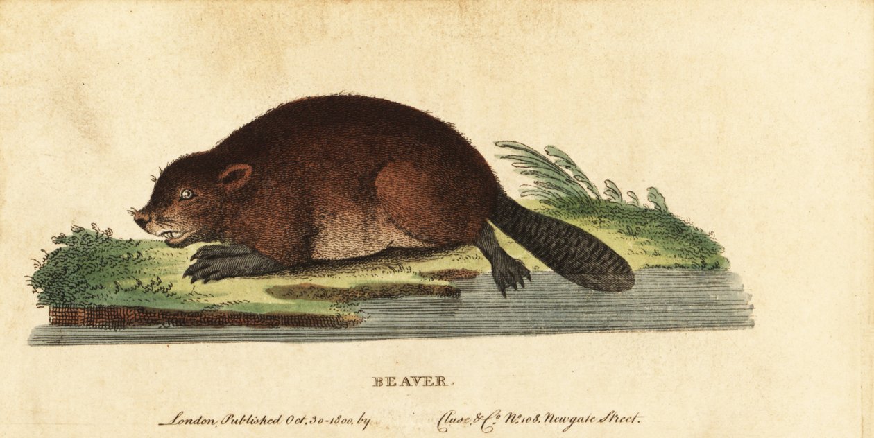 bóbr zwyczajny, włókno rycynowe, 1800 (grawerowanie) autorstwa Unbekannter Künstler