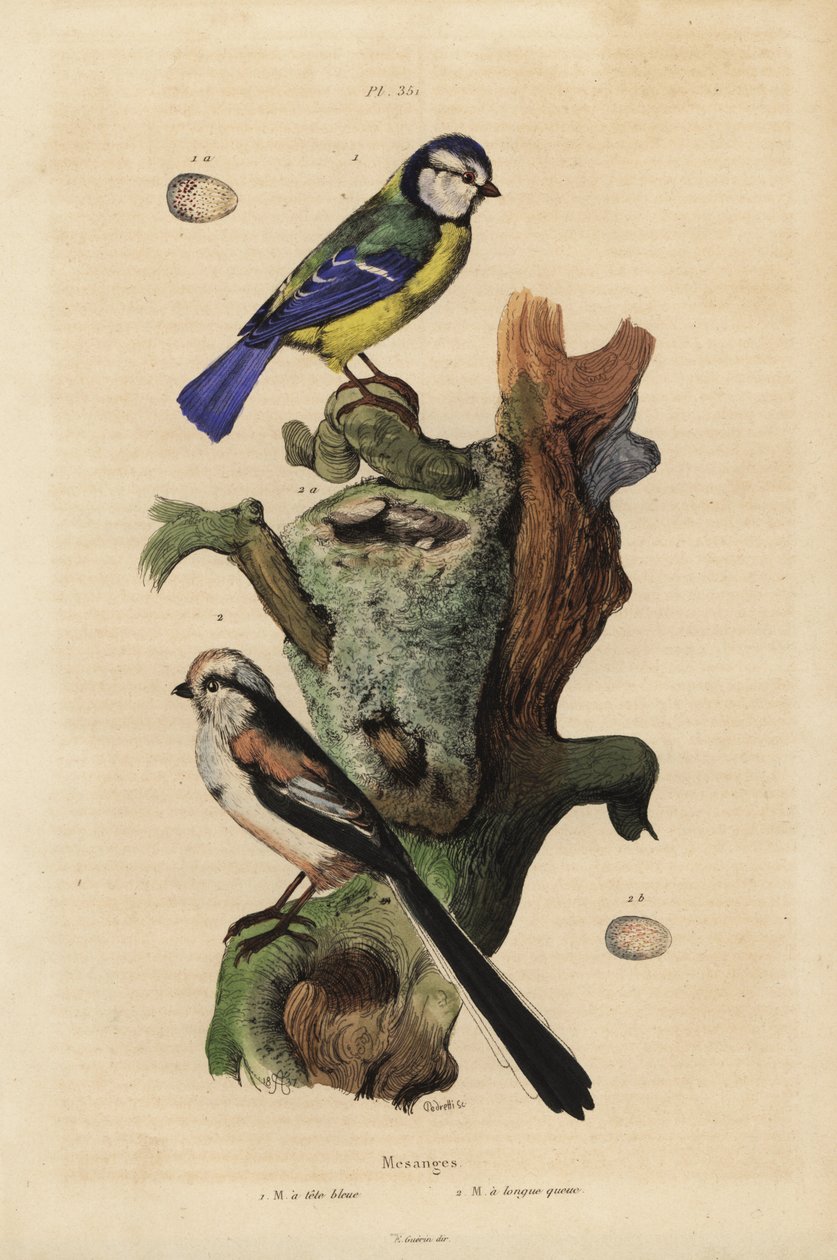 Modraszka zwyczajna, Cyanoses caeruleus i jajo oraz modraszka, Aegithalos caudatus, z gniazdem i jajkiem autorstwa Unbekannt