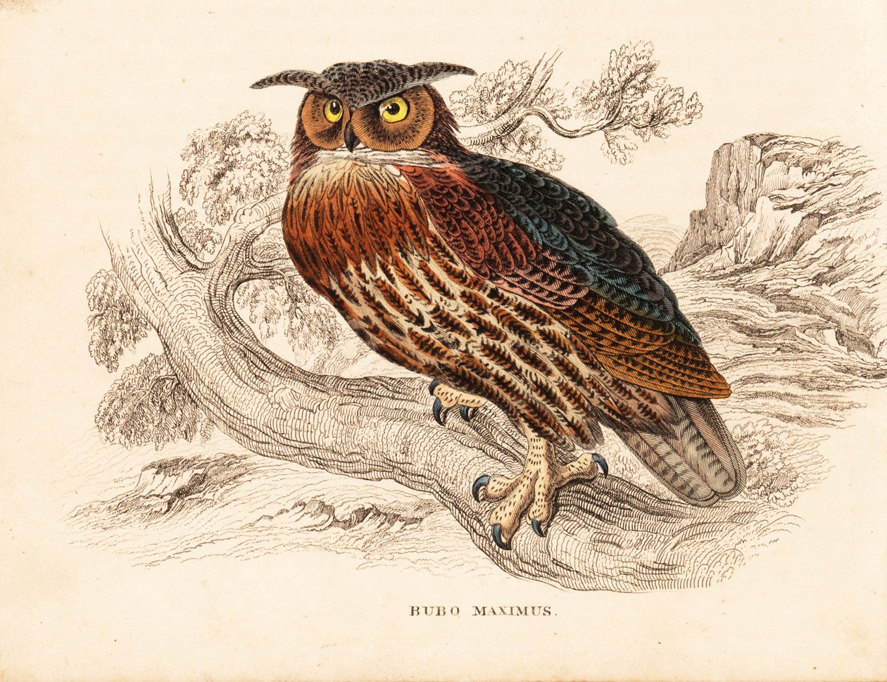 Puchacz, Bubo bubo (puchacz zwyczajny, Bubo maximus). Ręcznie kolorowany staloryt z Galerii Historii Naturalnej Georga Friedricha Treitschke, Naturhistorischer Bildersaal des Thierreiches, Lipsk autorstwa Unbekannter Künstler