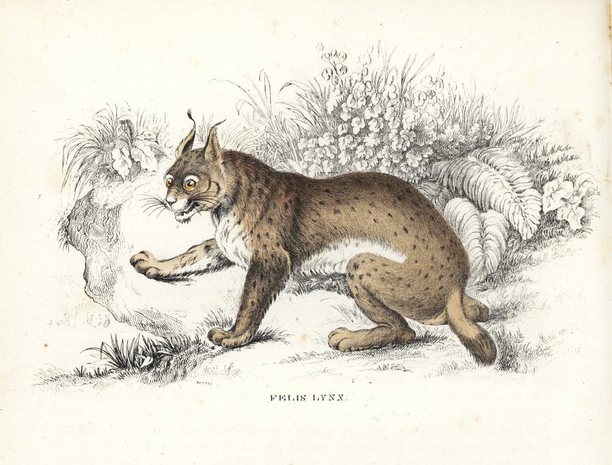 Ryś euroazjatycki, Lynx lynx (Felis lynx). Ręcznie kolorowana litografia z Galerii Historii Naturalnej Georga Friedricha Treitschke, Naturhistorischer Bildersaal des Thierreiches, Liepzig-1842. autorstwa Unbekannter Künstler