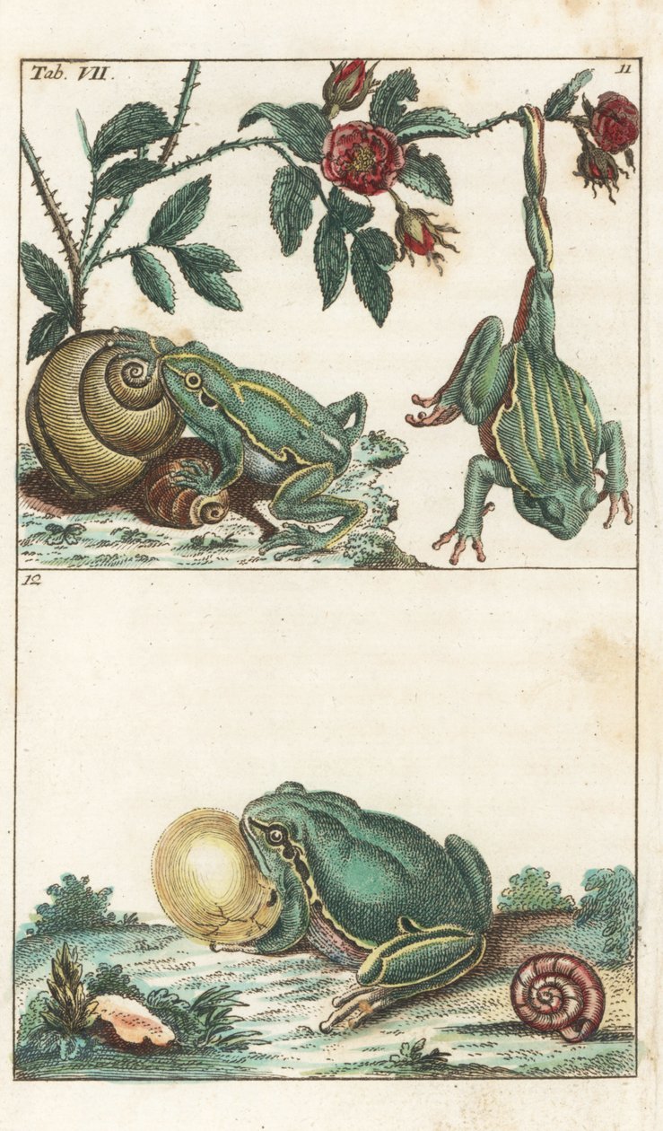 European and Italian Frogs - Strong Water autorstwa Gottlieba Tobiasa Wilhelma (1758-1811), z Encyklopedii Historii Naturalnej: Płazy autorstwa Unbekannter Künstler