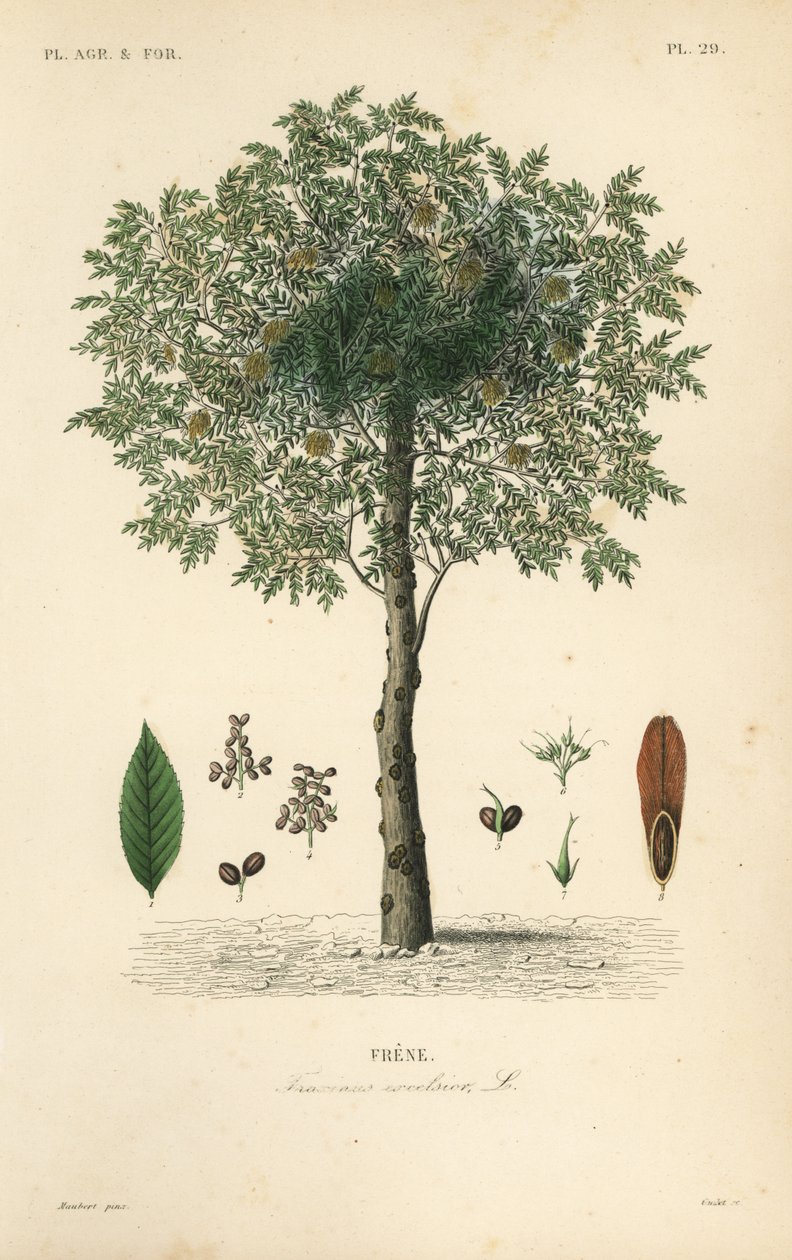 Jesion wyniosły, Fraxinus excelsior, Frene autorstwa Unbekannt