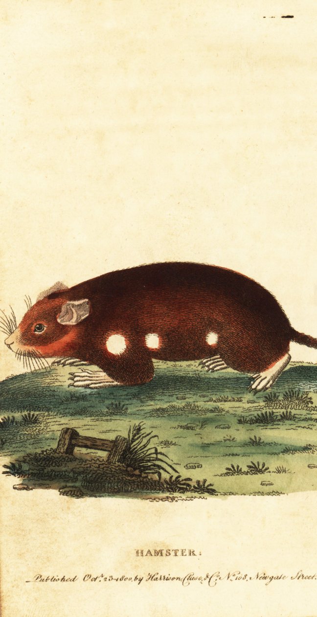 Chomik europejski, Cricetus cricetus. Krytycznie zagrożony. 1800 (grawerowanie) autorstwa Unbekannter Künstler