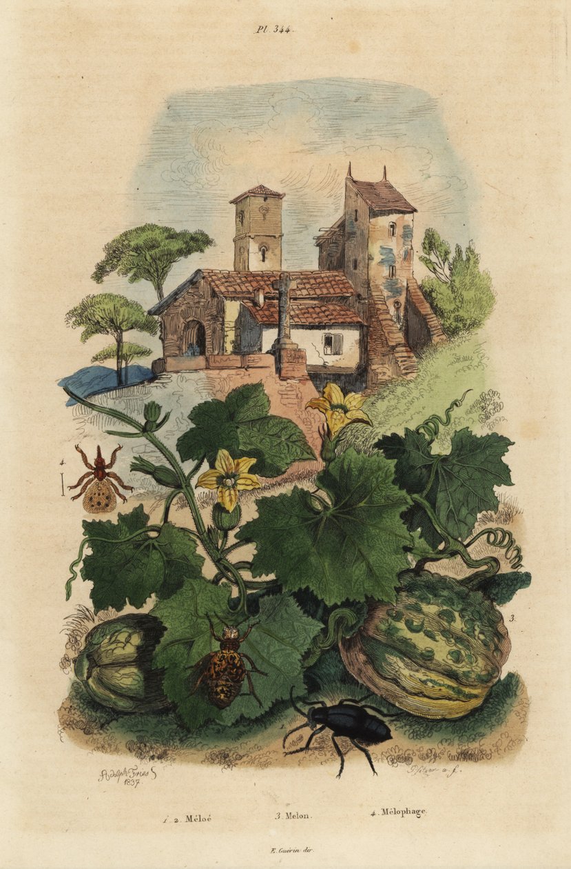 chrząszcz oleisty, Meloe proscarabaeus 1.2, melon Honfleur, Cucumis melon 3 i baranina, Melophagus ovinus autorstwa Unbekannt