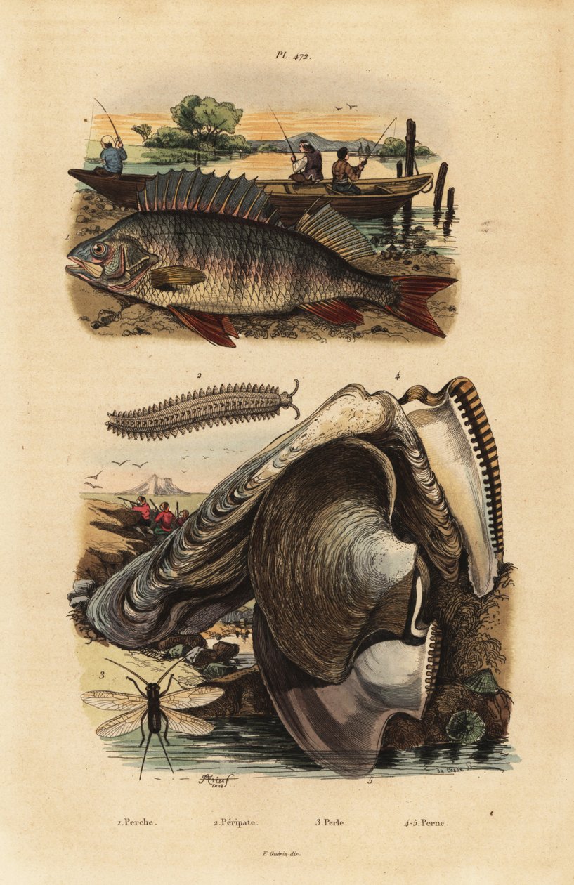 Okoń europejski, Perca fluviatilis 1, aksamitnica, Peripatus iuliformis 2, sikawka, Perla marginata 3 i perła ostryga, Isognomon isognomum 4. Okoń, Peripate, Perle, Perne autorstwa Unbekannt