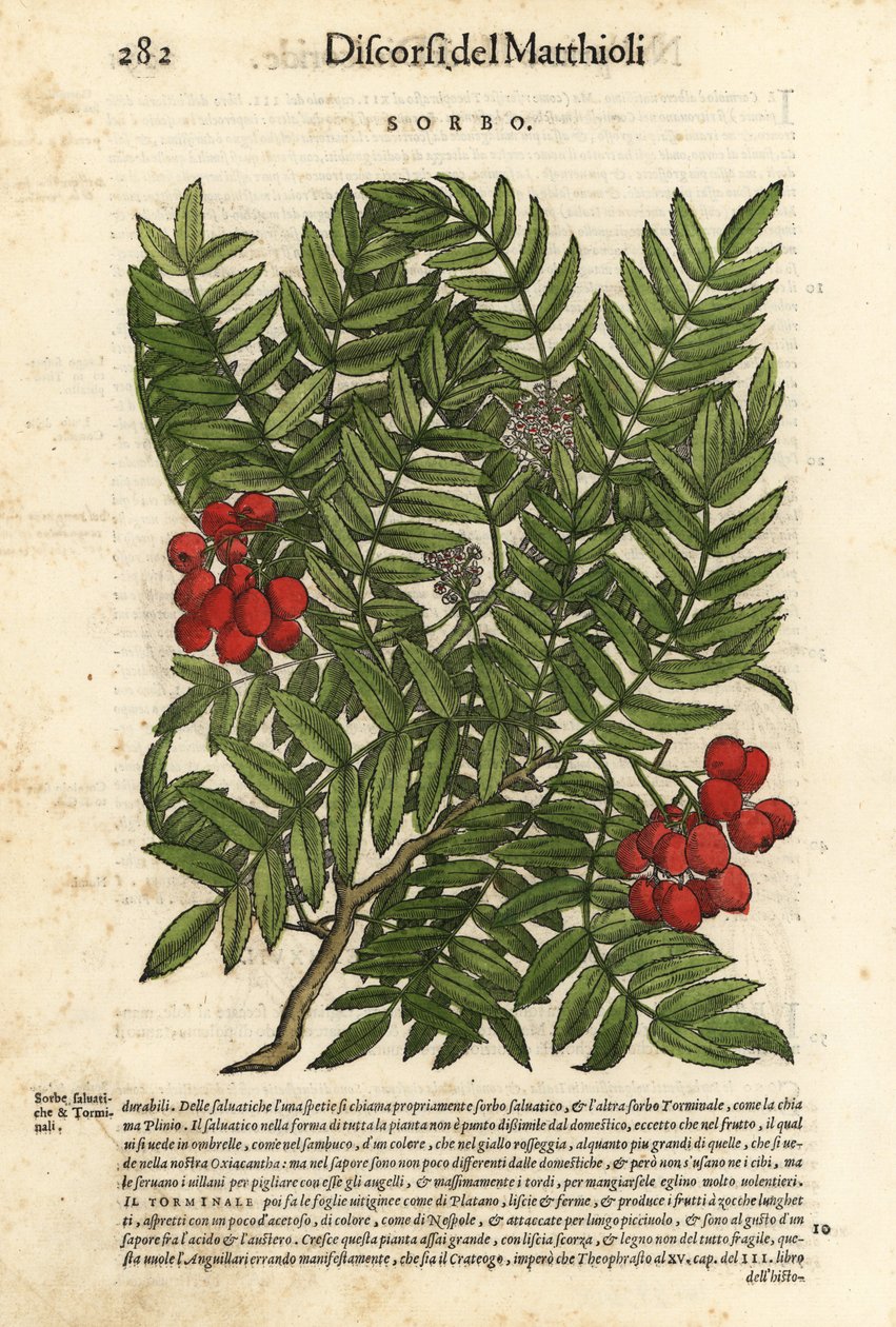 Jarząb pospolity, Sorbus aucuparia. Ręcznie kolorowany drzeworyt autorstwa Wolfganga Meyerpicka na podstawie ilustracji Giorgio Liberale z Discorsi di P.A. Matthioli ne i sei libri della Materia Medicinale di Pedacio Dioscoride Anaza Pietro Andrea Mattioli autorstwa Unbekannter Künstler