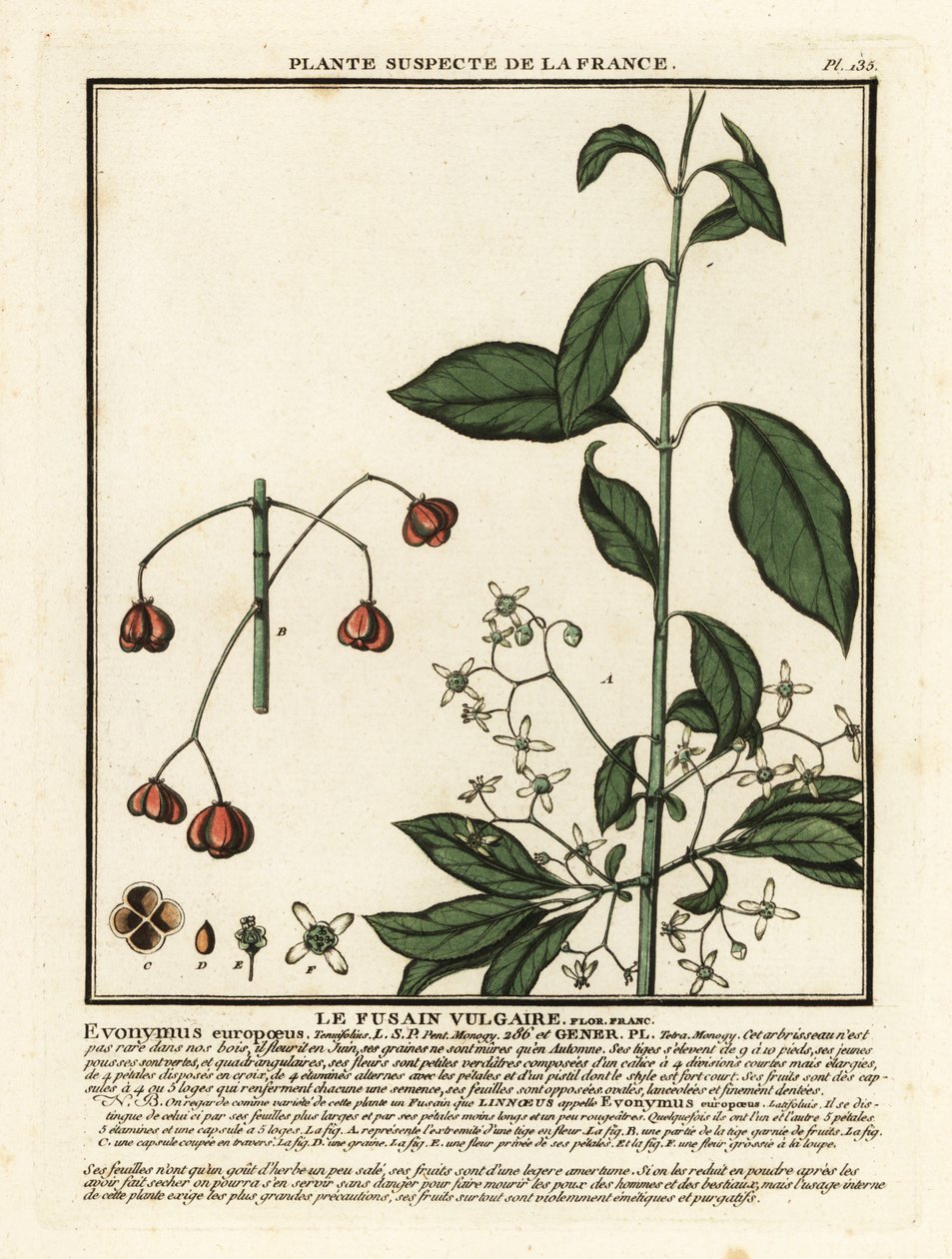 Wrzeciono europejskie, Euonymus europaeus. autorstwa Unbekannter Künstler