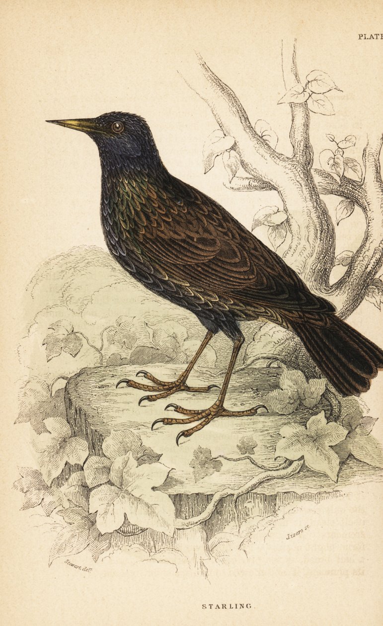 Szpak europejski , Sturnus vulgaris.1889 (grafika) autorstwa Unbekannter Künstler