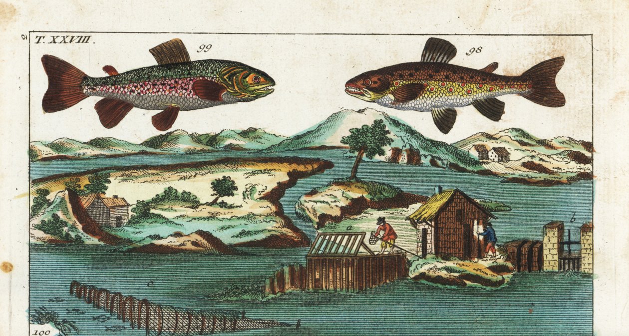 Troć wędrowna - Technika połowu z wykorzystaniem sztucznych bystrzy do połowu ryb - Troć wędrowna, Salmo trutta trutta 98, palia, Salvelinus alpinus alpinus 99, oraz metody połowu z wykorzystaniem sztucznych bystrzy na rzece do połowu łososi w grillach i s autorstwa Unbekannter Künstler