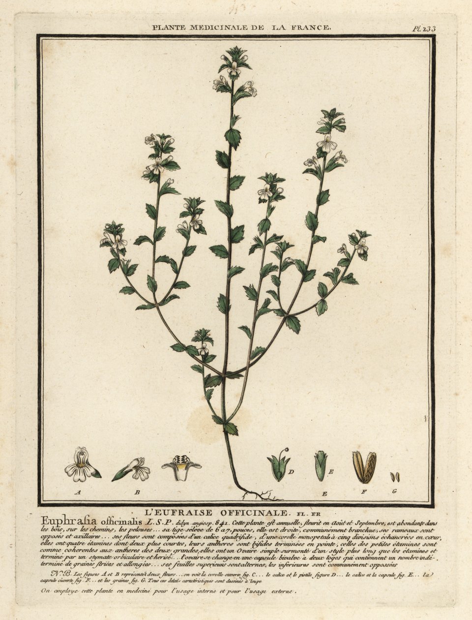 Świetlik, Euphrasia rostkoviana. autorstwa Unbekannter Künstler
