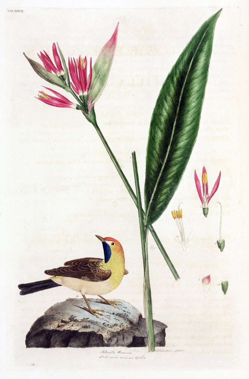 Fałszywy ptak rajski kwiat i pliszka (Bergeronnettes lub Motacilla thoracica, Heliconia marantifolia lub Heliconia hirsuta autorstwa Unbekannt