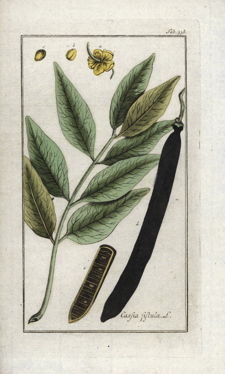 Fałszywe drzewo świętojańskie, złoty prysznic lub canefier (Cassia fistula). Litografia z "Afbeelding der Artseny-Gewassen" Johannesa Zorna (1739-1799), Holandia autorstwa Unbekannter Künstler