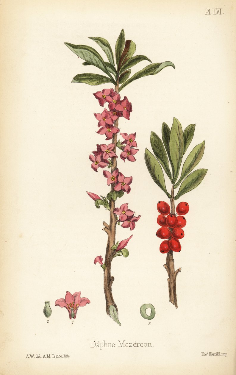 Wawrzynek wilczełyko, wawrzynek wilczełyko (Daphne mezereum). Ręcznie kolorowana litografia autorstwa A.M. Traice