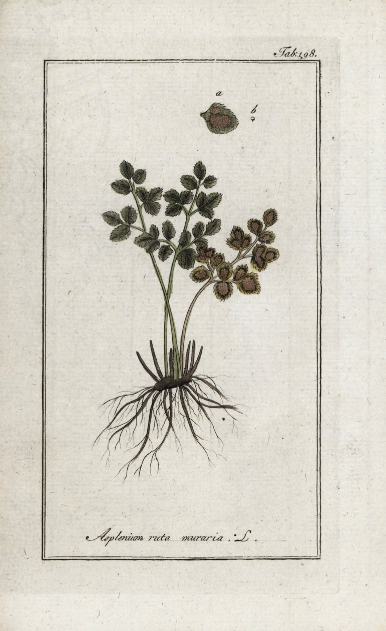 Paproć doradilla murów lub asplenia ulicy murów (Asplenium ruta muraria). Litografia z "Afbeelding der Artseny-Gewassen" Johannesa Zorna (1739-1799), Holandia autorstwa Unbekannter Künstler
