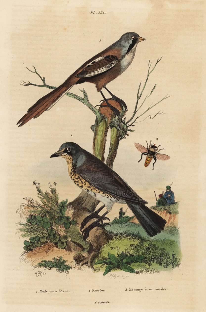 Kwiczoł, Turdus pilaris i brodaty płochanik, Panurus biarmicus Le merle grive litorne, merodon et mesange a wąsy autorstwa Unbekannt