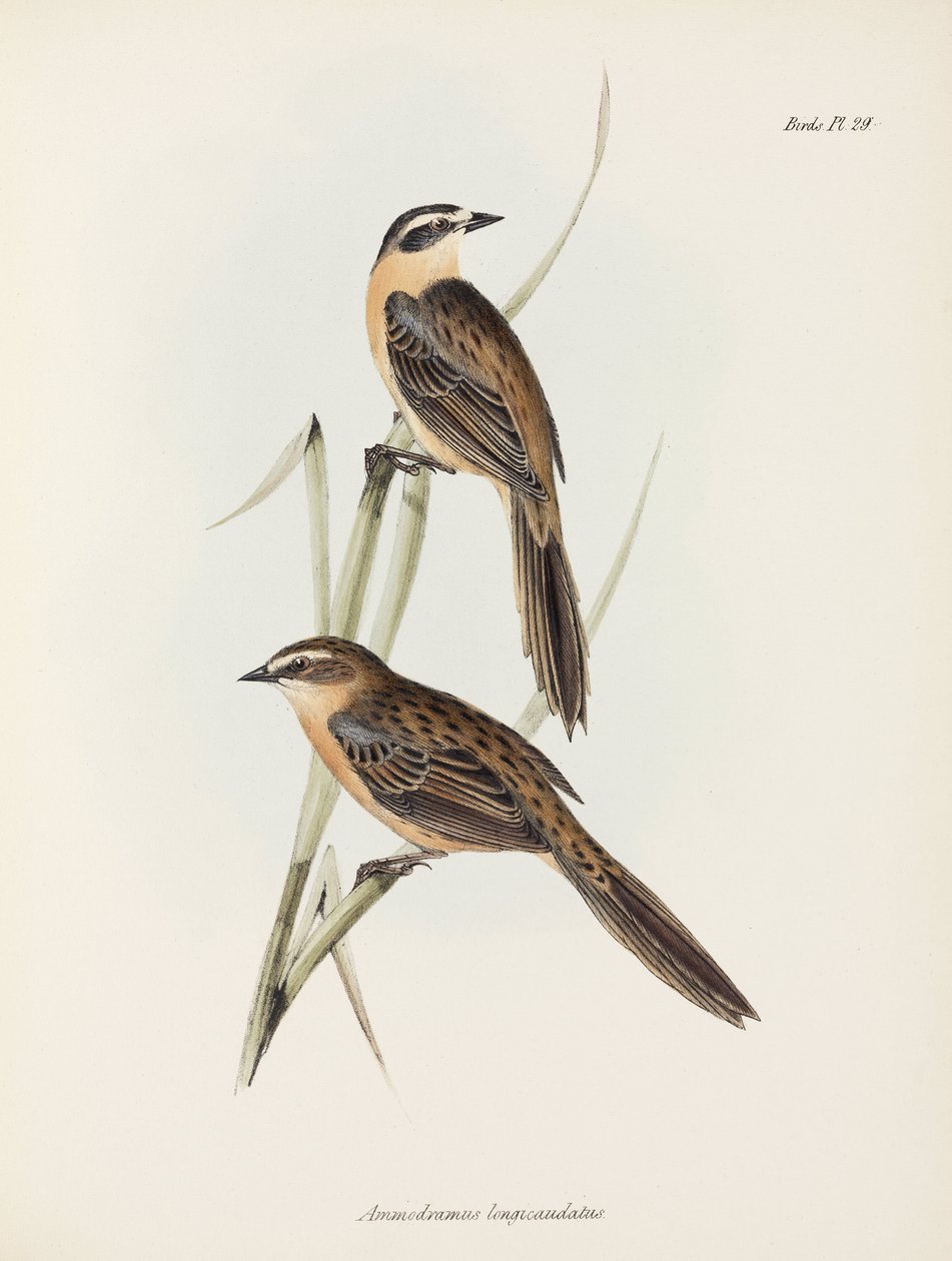 Łuszczaki, ok. 1832-1836 autorstwa Unbekannter Künstler