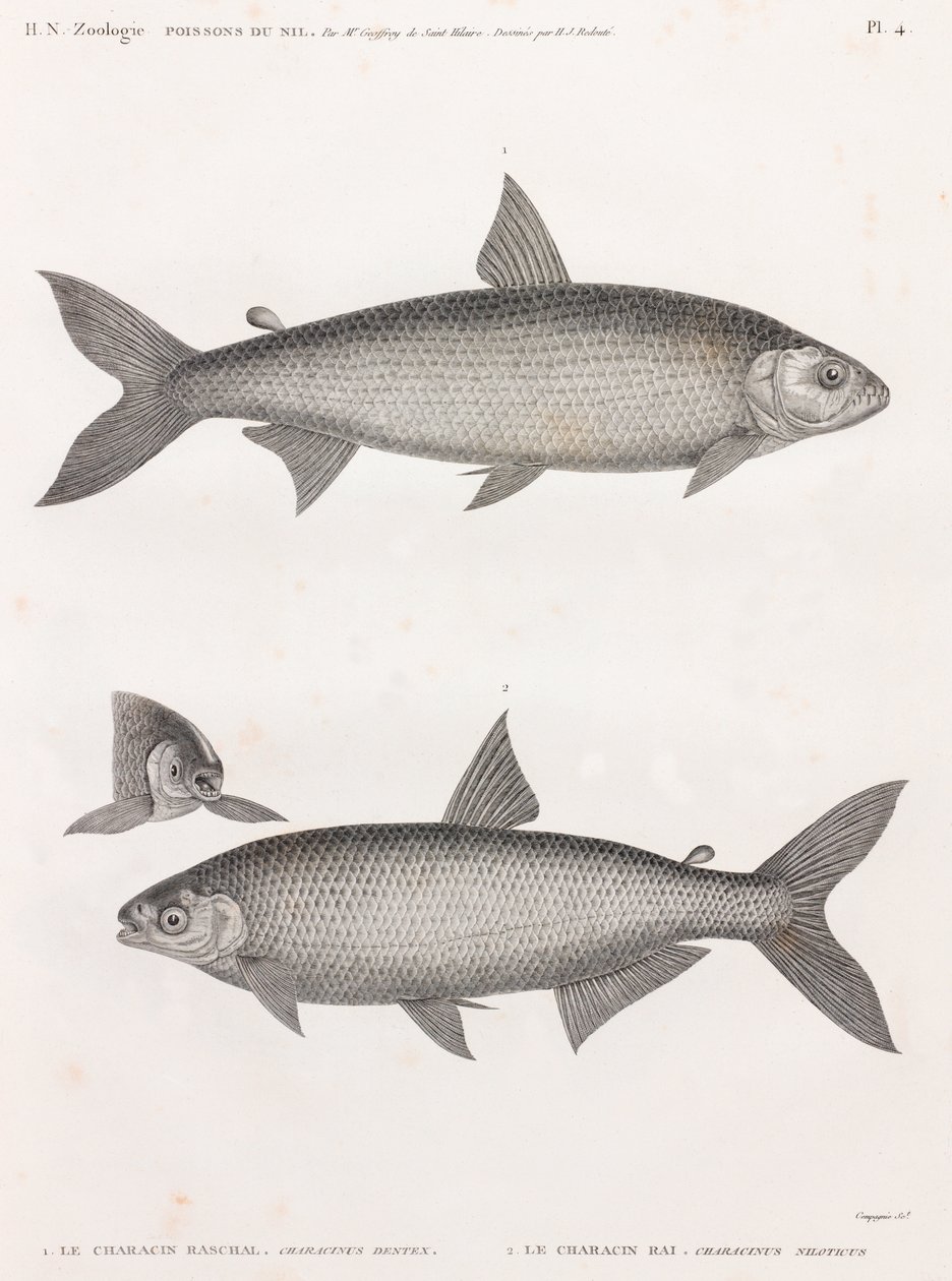 Ryba: Le Characin autorstwa Unbekannt