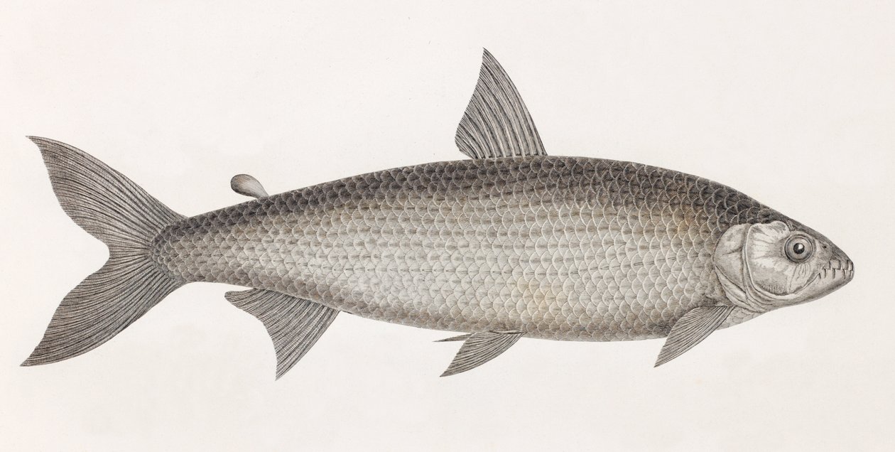 Ryba: Le Characin autorstwa Unbekannt