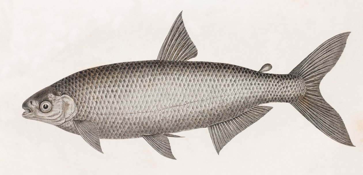 Ryba: Le Characin autorstwa Unbekannt