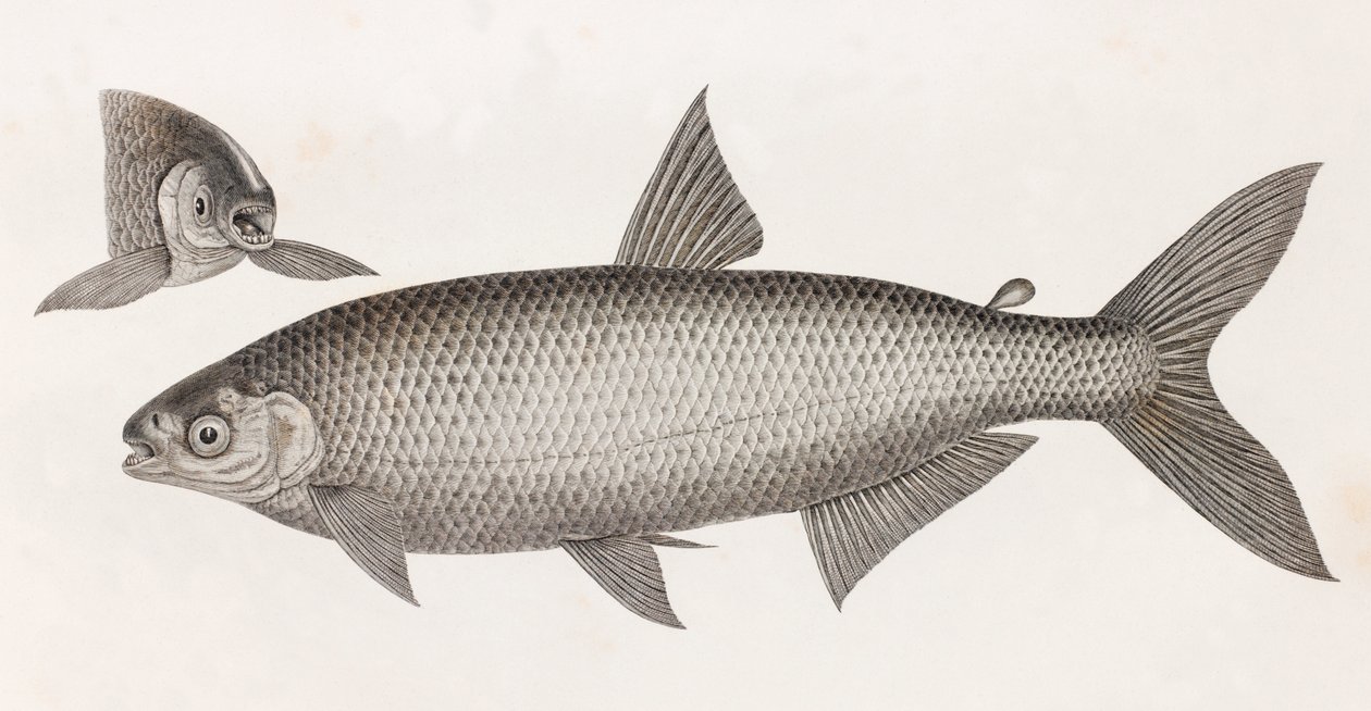 Ryba: Le Characin autorstwa Unbekannt