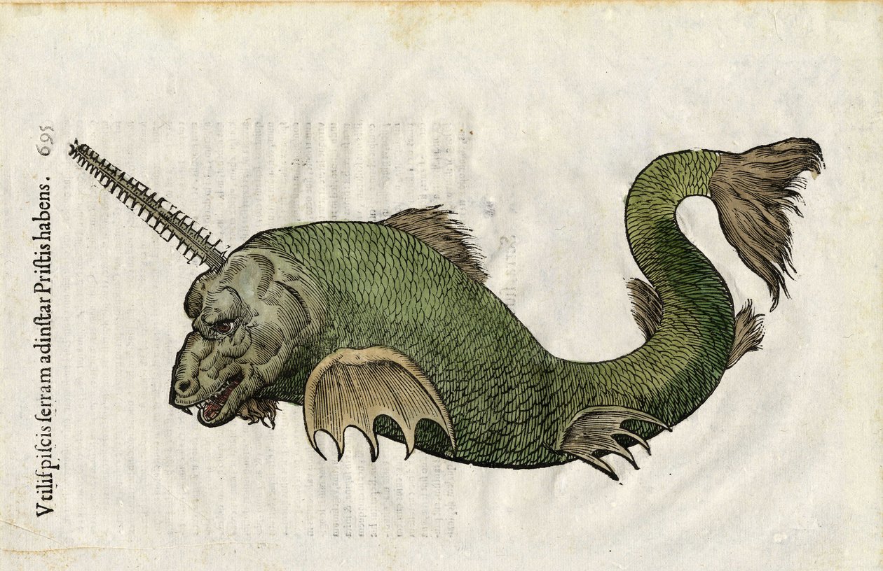 Ryba piła (Pristis) w "Ulyssis Aldrouandi... De piscibus libri V et de cetis lib. vnus/Ioannes Cornelius Vteruerius... collegit; Marc. Antonius Bernia in lucem restituit... ", zajmuje się historią naturalną Ulisse Aldrovandi (1522-1605). Bolonia autorstwa Unbekannter Künstler
