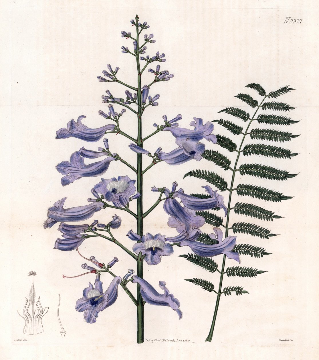 Płomiennie niebieskie lub ostrygowe drzewo - paproć z Trynidadu, Jacaranda mimosifolia (Jacaranda owalnolistna, Jacaranda ovalifolia). Ręcznie kolorowany miedzioryt Weddella według ilustracji Johna Curtisa z "Botanical Magazine" Samuela Curtisa, Londo. autorstwa Unbekannter Künstler