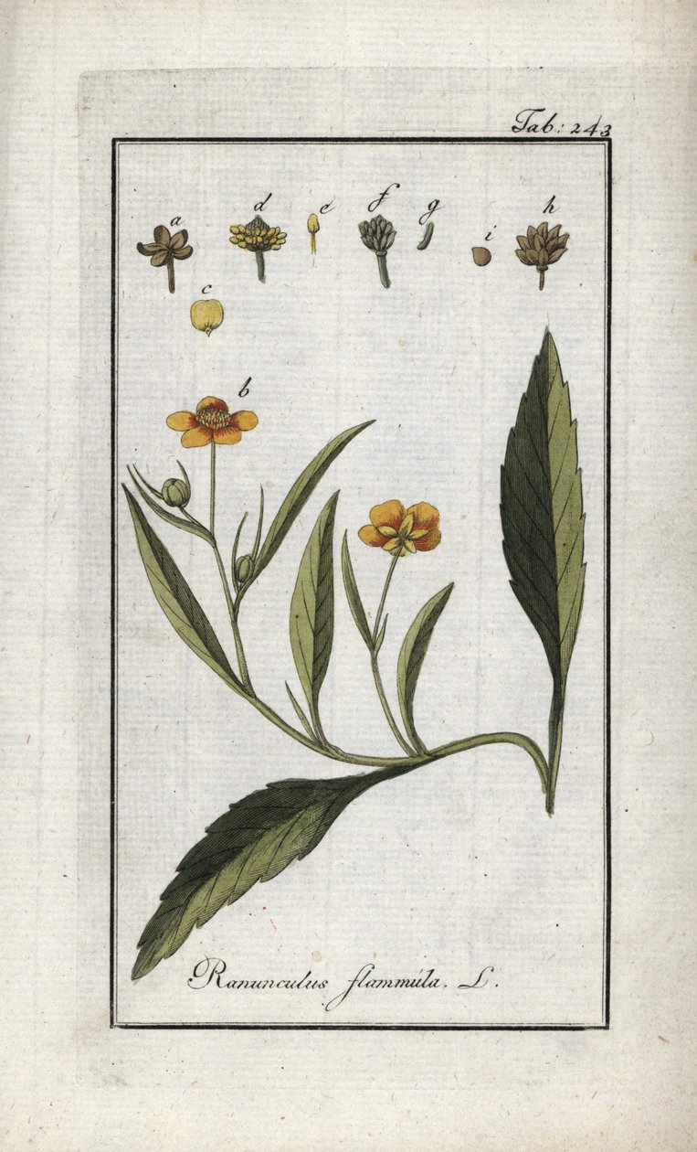 Jaskier płomienisty lub mała fosa lub mały płomień (Ranunculus flammula). Litografia z "Afbeelding der Artseny-Gewassen" autorstwa Johannesa Zorna (1739-1799), Holandia autorstwa Unbekannter Künstler