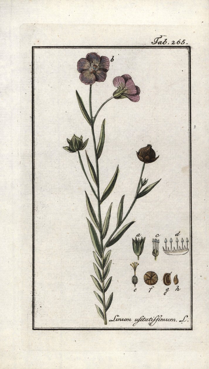 Siemię lniane (Linum usitatissimum). Litografia z "Afbeelding der Artseny-Gewassen" Johannesa Zorna (1739-1799), Holandia autorstwa Unbekannter Künstler