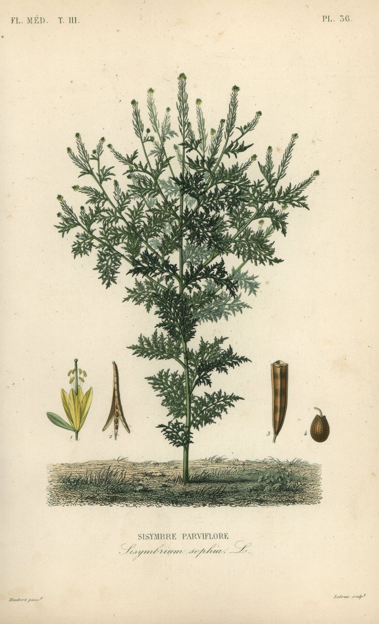 Flixweed, gorczyca sophia lub wrotycz pospolity, Descurainia sophia, Sisymbrium sophia, Sisybre parviflore autorstwa Unbekannt