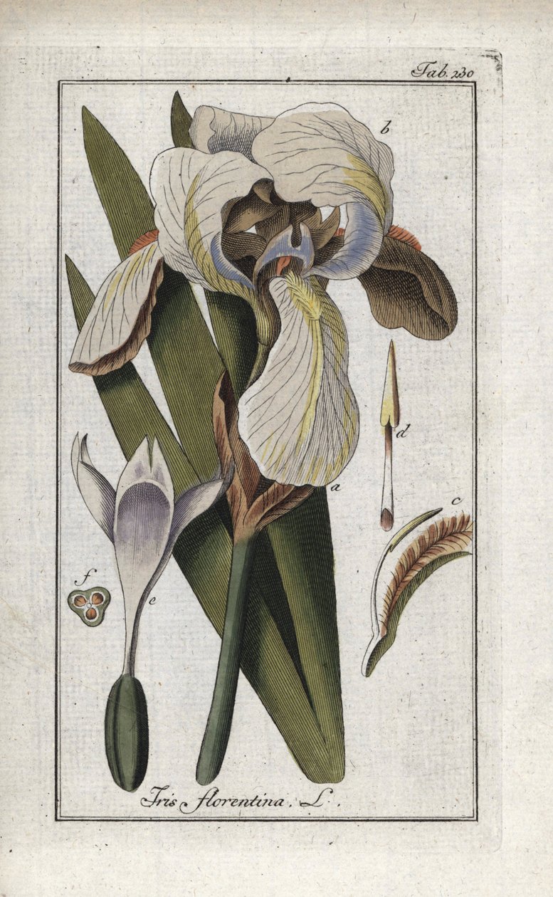 Irys florencki lub irys florencki (Iris florentina). Litografia z "Afbeelding der Artseny-Gewassen" Johannesa Zorna (1739-1799), Holandia autorstwa Unbekannter Künstler