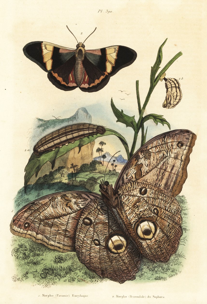 Leśny motyl sowa olbrzymia, Caligo eurilochus 1 i motyl Brassolis sophorae, poczwarka i gąsienica 2 autorstwa Unbekannt