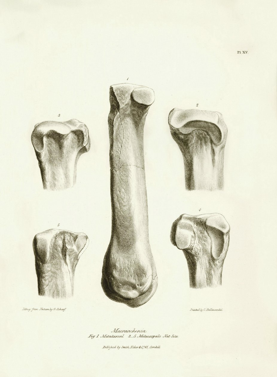 Skamieniałe kości (śródstopie i śródręcze) zaginionego prehistorycznego zwierzęcia Macrauchenia opisanego przez Karola Darwina podczas jego wyprawy na pokładzie statku Beagle. Plansza z "Zoologii podróży H.M.S. Beagle pod dowództwem kapitana Fitzroya podcz autorstwa Unbekannter Künstler