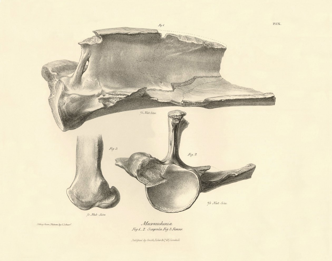 Skamieniałe kości (łopatka) zaginionego prehistorycznego zwierzęcia Macrauchenia opisanego przez Karola Darwina podczas jego wyprawy na pokładzie statku Beagle. Plansza z "Zoologii podróży H.M.S. Beagle pod dowództwem kapitana Fitzroya w latach 1832". autorstwa Unbekannter Künstler